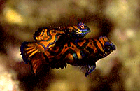 Mandarin Fishes